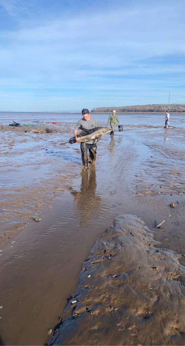 Digby Regional High tweet media