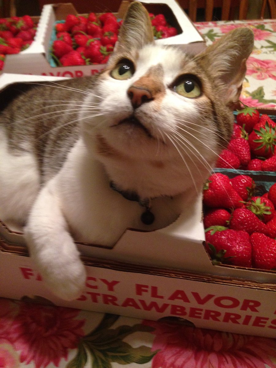 copperhead7903's tweet photo. Moved my so-recently departed and dearly loved Henry-cat from my 13-years-running profile pic, so I’ll pin these to the top of my account instead. I miss him very much. https://t.co/rG0vYQYYdY
