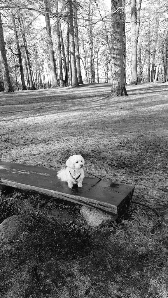 mehm67's tweet photo. It's a big big world ...
Happy november π #dogsoftwitter #whitefluffball https://t.co/XFHsgdq7wD
