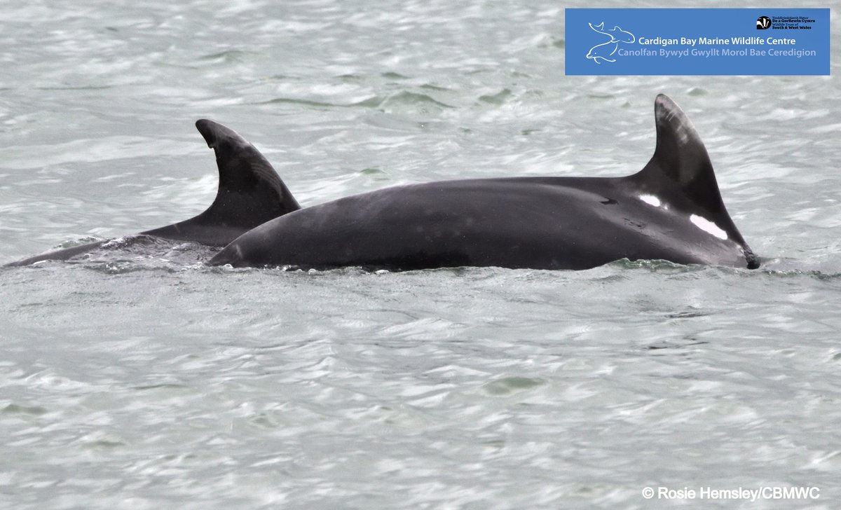 CBMWC's tweet photo. 👀 Sightings Update: It's been an amazing few weeks for bottlenose dolphin sightings 🐬 

📸 These fintastic photos were taken by #LivingSeas volunteer Rosie during a dolphin watch survey 😍

@WTSWW @WTWales https://t.co/6uhHAdWoCZ