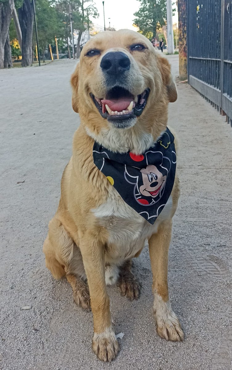 En Adopción🐶

Buscamos hogar para Chino

Está castrado, desparasitado interna y externamente. Es un amigo leal, juguetón y regalón. Tamaño grande.
Interesados solicitar formulario de adopción al correo: abandonadosparque@gmail.com

En #Santiago 📍
#AdoptaNoCompres