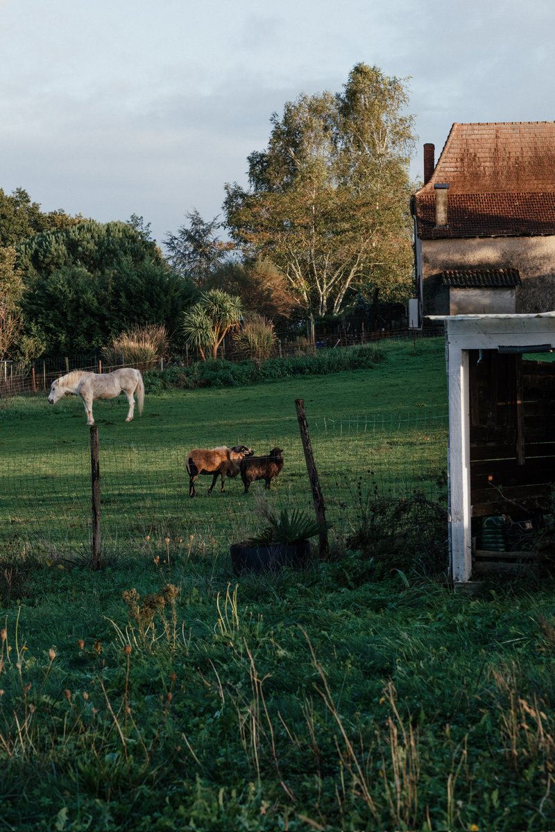 AlexandreDiboine tweet media