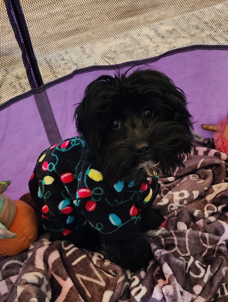 Darkladyvamp's tweet photo. Someone was chilly this morning... https://t.co/D2zI2WosUB