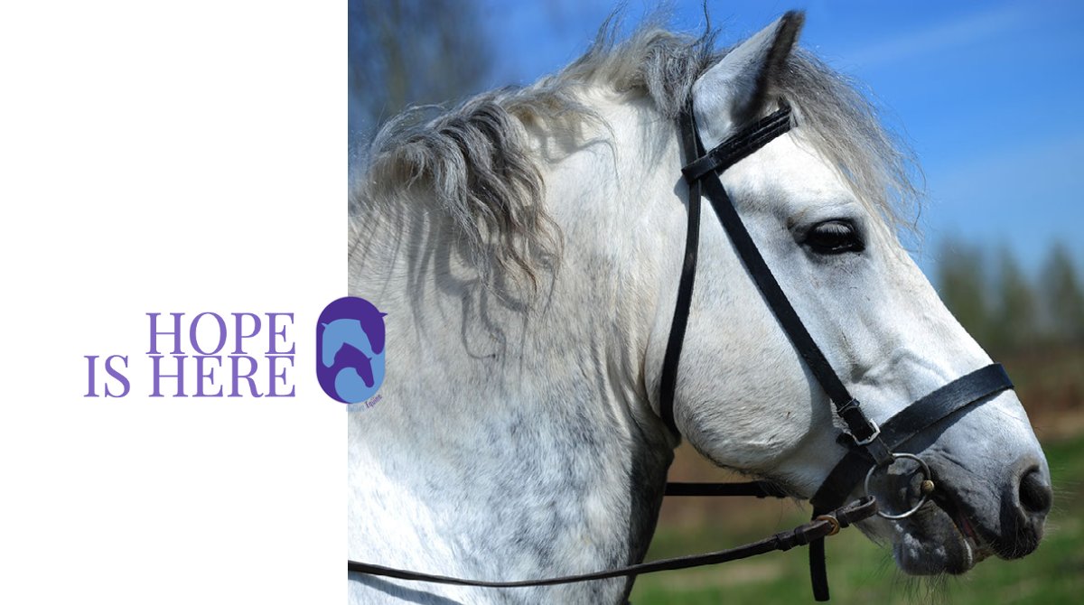 Dr. DeClue never imagined herself diving into the unchartered waters of being a researcher. In January 2017, while treating a six-months-pregnant Percheron mare, the course of her life and career were dramatically changed. bit.ly/BecomingAResea… 💫  #equinevet #equine