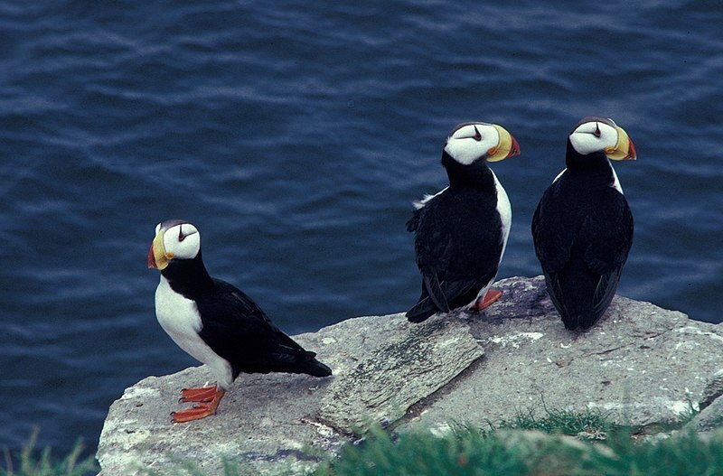 PacificSeabirdGroup tweet media