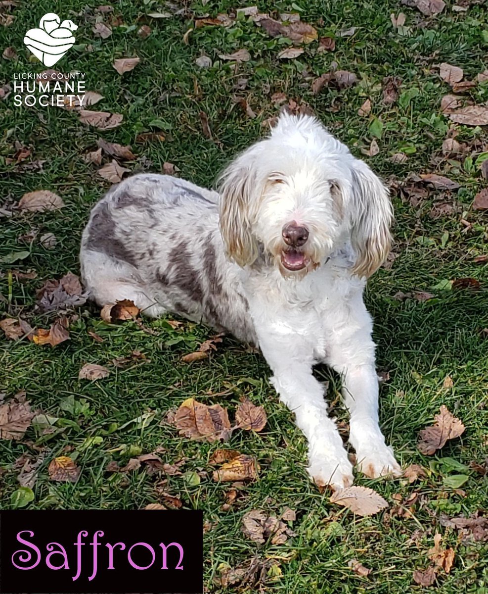 LCHSPets's tweet photo. Saffron is a 5 year old Aussie/Standard Poodle mix who is a puppy mill rescue. She is extremely timid and would do best in a quiet home with no children. We are requiring a securely fenced yard for her safety as she is a high flight risk. She does with low-energy dogs ❤️ https://t.co/KqvtfdBFmh