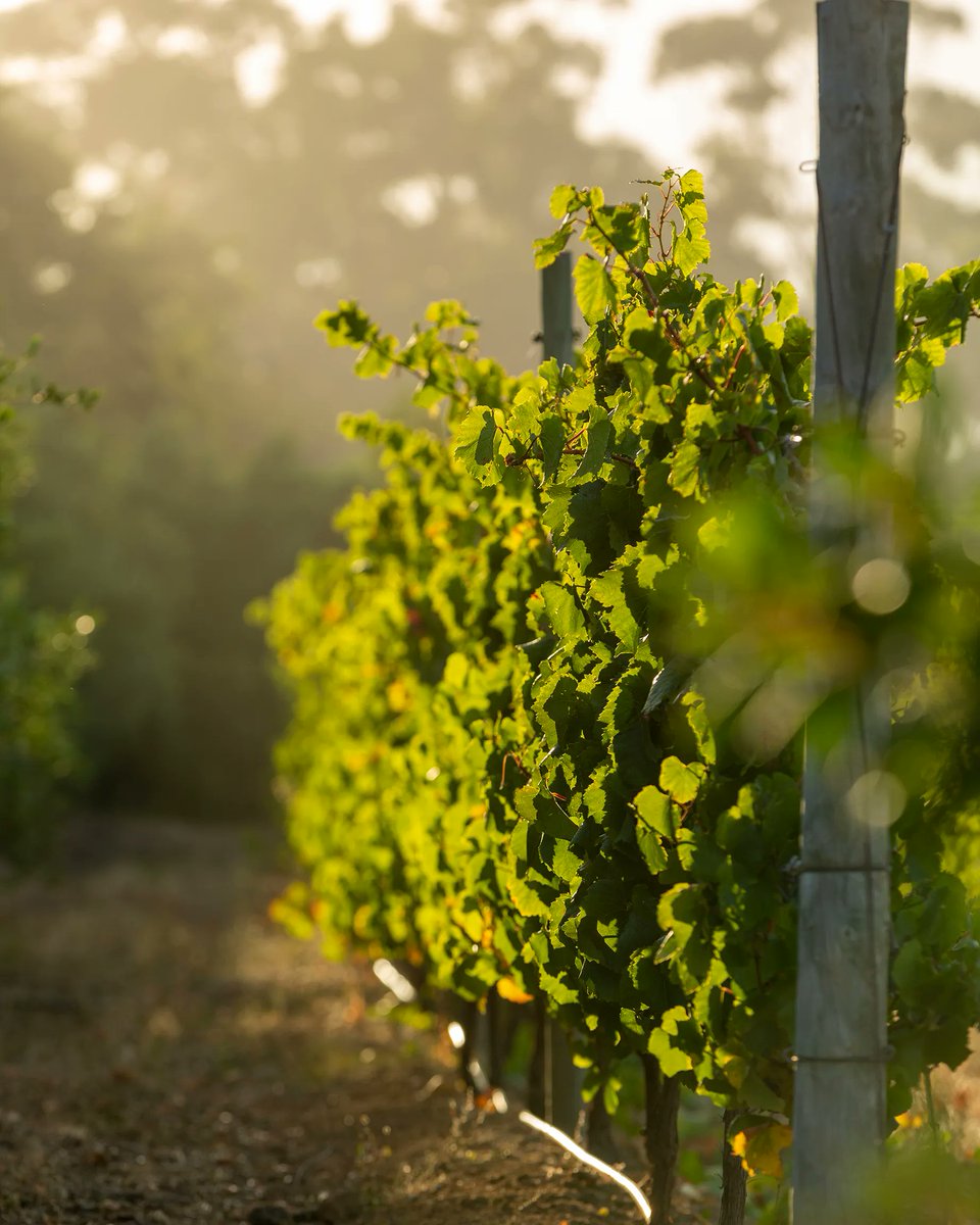 That golden hour light amongst the vines to round off the week.