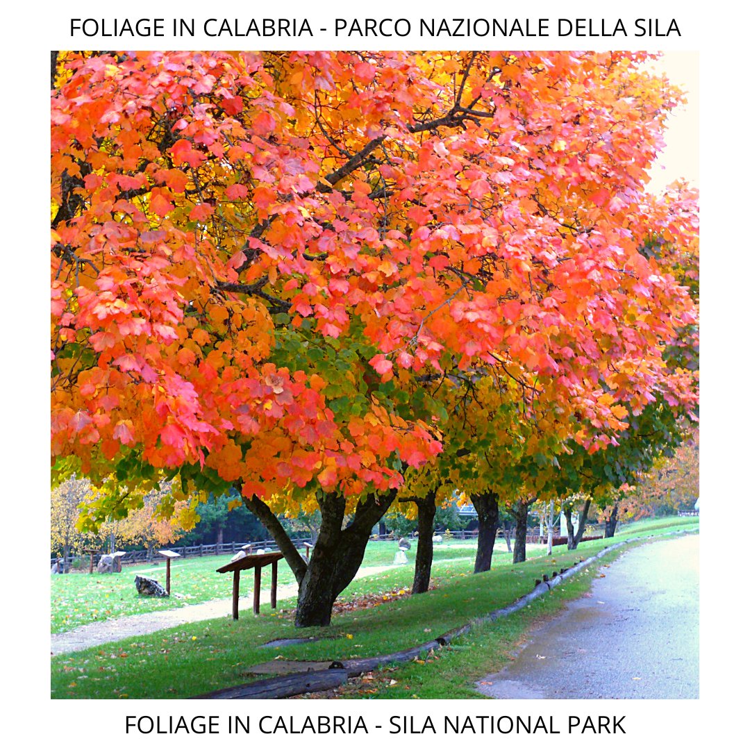 leviedellaperla's tweet photo. Ami i colori dell'Autunno? La Calabria è il luogo giusto per godere delle calde sfumature che i suoi tre Parchi Nazionali regalano.
Do you love the Autumn colors? Calabria is the best place to enjoy the warm shades of its 3 National Parks. 
#viaggiareincalabria #foliage #Calabria https://t.co/aNT7Olhcda