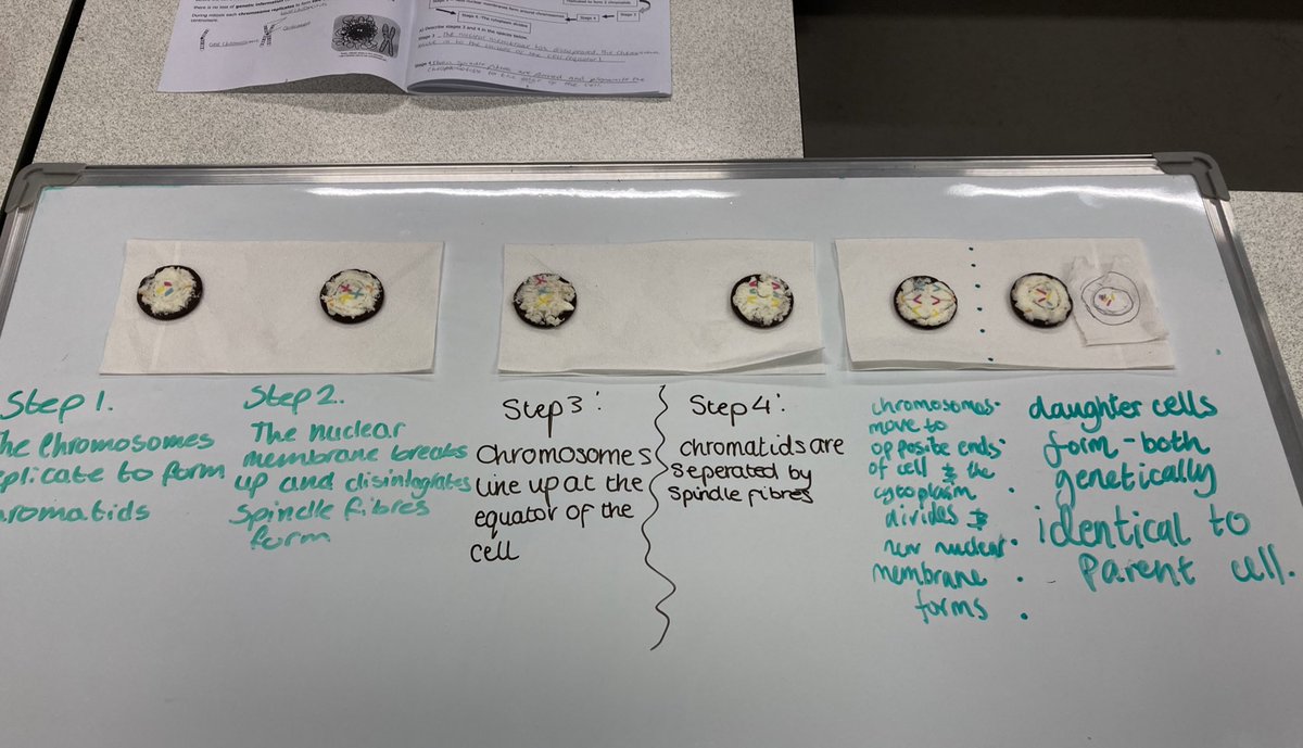 MsMatthewBio's tweet image. Brilliant work by both N5 classes this week using @Oreo cookies and sprinkles to showcase their learning about mitosis! If only Oreo mitosis made more Oreos…