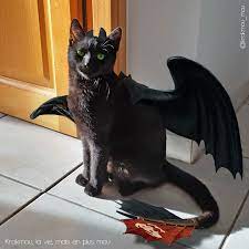 SPA Listenbourg🇮🇩 tweet media