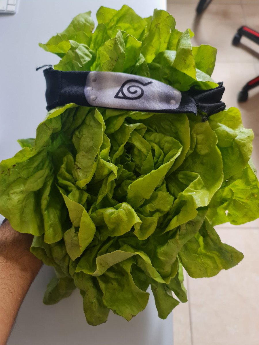 GuillianoFelipe's tweet photo. @nftalphac Quando ela é trader, ela vira um ninja e coloca capacete para não tomar na cabeça.
#AlphaCWeekend https://t.co/9OrYQvlq1y