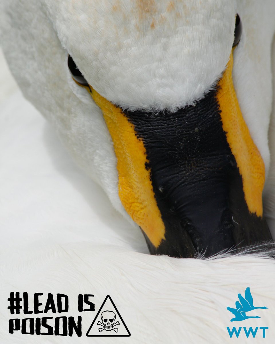 WWTworldwide's tweet photo. β οΈ We're *so* close to seeing lead ammunition banned in Britain. Together, we can consign toxic lead to history π«
Please share this - and add your voice to the public consultation on lead ammo before it closes TOMORROW π https://t.co/zLJBSCzWaY #BanLead #LeadisPoison https://t.co/Lg3kG6iDDw