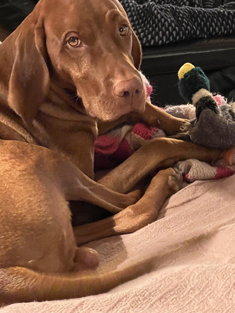 Watching a scary movie with my security blanket and soother duck. #dogs #dogsoftwitter #vizsla