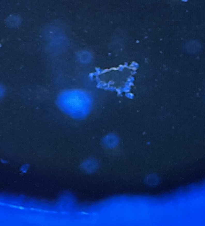 Mary Kroll (@marykrollsci) on Twitter photo Thank you scientists and staff <a href="/BrookhavenLab/">Brookhaven Lab</a> and @NSLSII for giving our students the opportunity to identify the chemical makeup of the microplastics they collected from water bottles and surface water. #WIProud Thank you scientists and staff <a href="/BrookhavenLab/">Brookhaven Lab</a> and @NSLSII for giving our students the opportunity to identify the chemical makeup of the microplastics they collected from water bottles and surface water. #WIProud