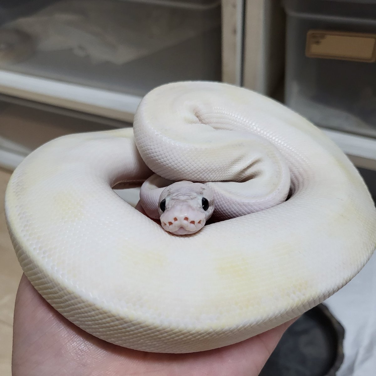 제일 이쁘고 가장 성격 더러운 친구..