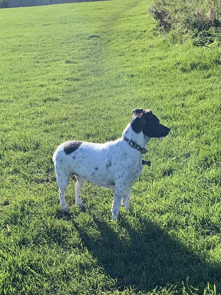 nbwalks's tweet photo. Little Pepper has spotted something interesting on her walk. 🐶👀☺️#jackrussell #terrier #dogwalking #dogwalker #seaburn #northeast https://t.co/dXGN3XiP2n