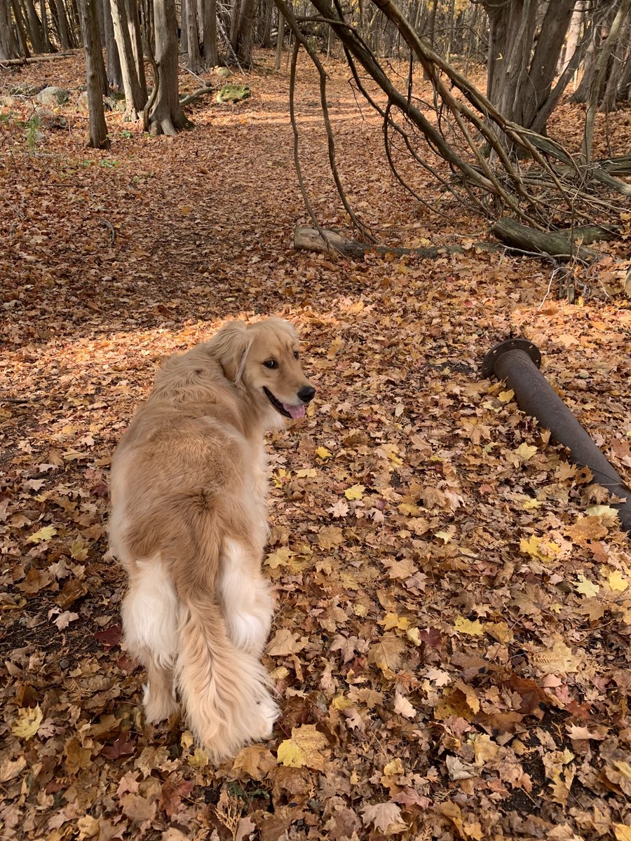 GalStarshine's tweet photo. Went on a beautiful hike this morning and enjoyed the warm November breeze and smells of Autumn!  Had great company too!!  @RickVolcano #Autumn #hiking #dogs #fridaymorning https://t.co/ESFLUO6IHP