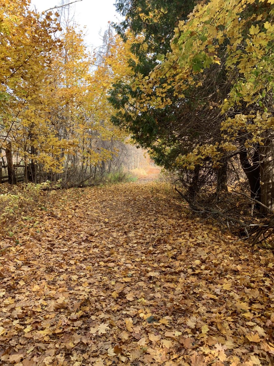 GalStarshine's tweet photo. Went on a beautiful hike this morning and enjoyed the warm November breeze and smells of Autumn!  Had great company too!!  @RickVolcano #Autumn #hiking #dogs #fridaymorning https://t.co/ESFLUO6IHP