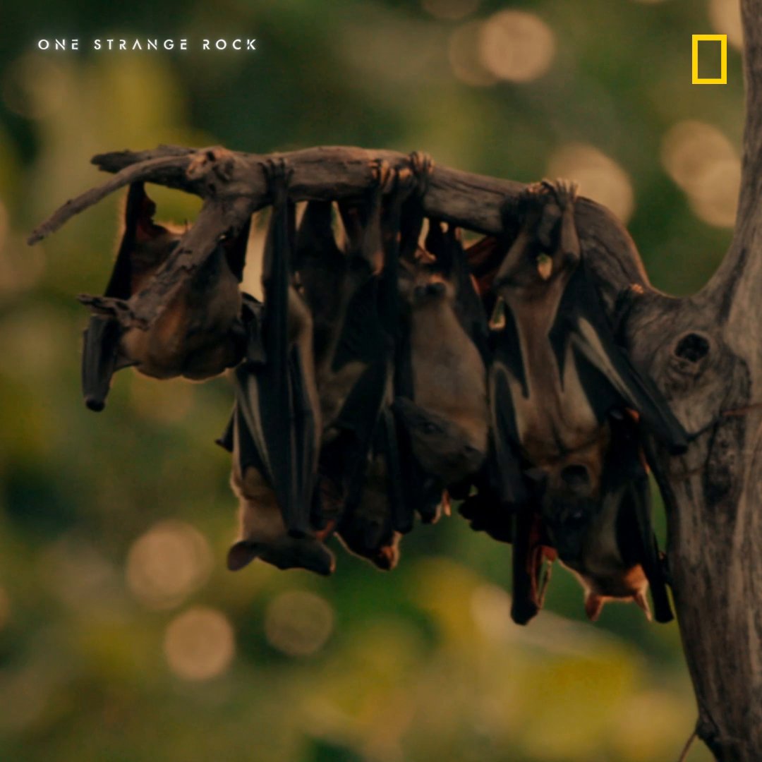 National geographic tv on twitter bats do all this hard work under