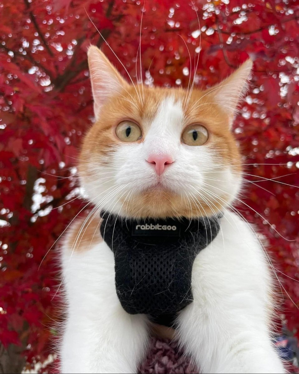 Tweet by Purdue Veterinary Medicine