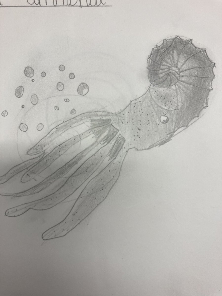 I have been so impressed with 6B’s art skills! These ammonites are incredible! <a href="/paganelschool/">Paganel Primary</a>