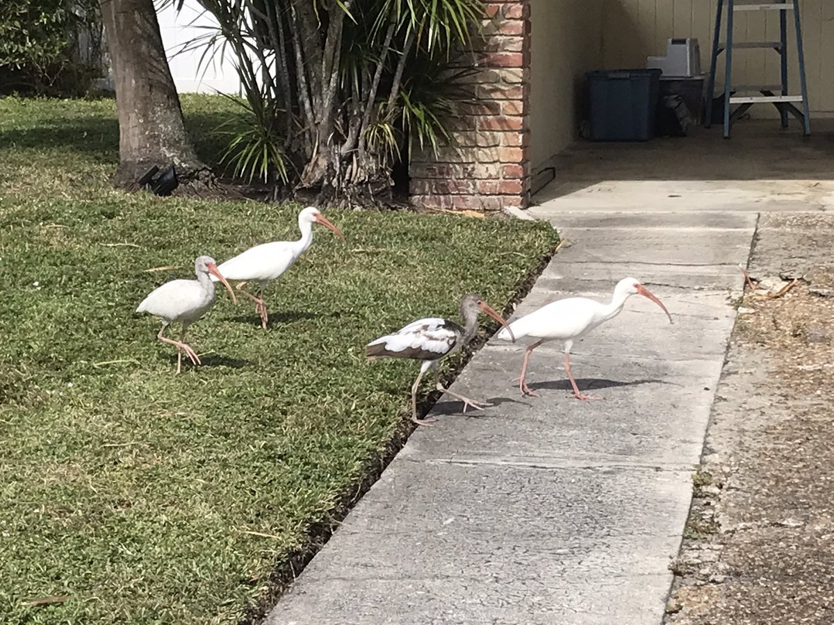 virginiahartmn's tweet photo. Join me tonight at 6pm at the Palm Beach Bookstore on Royal Poinciana Way for a reading and signing of The Marsh Queen. The four ibis I saw on my morning run will not be at the reading, but seemed to say, “Welcome home.”.
.
.
#themarshqueen #gallerybooks #simonandschuster #birds https://t.co/gz5lBcmRTp