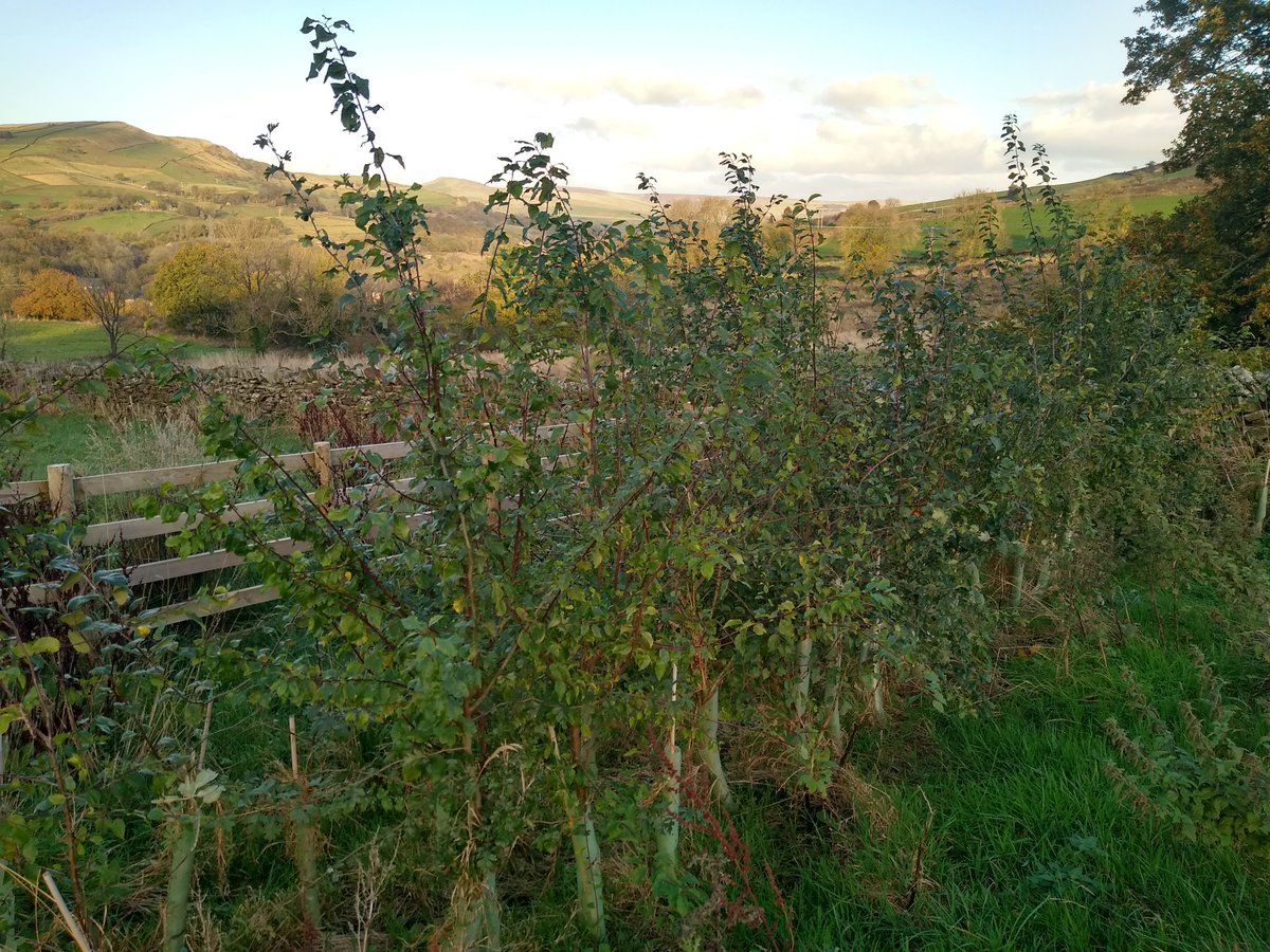 Tim Birch tweet media