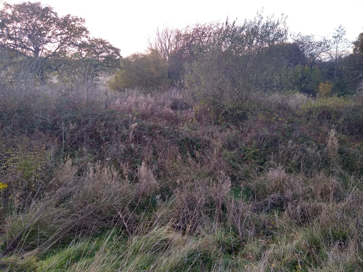 Tim Birch tweet media