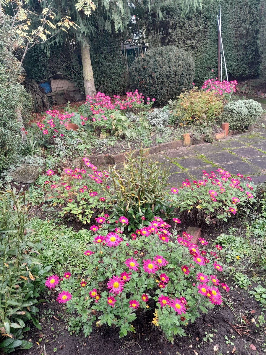 Chrysanthemums at their best