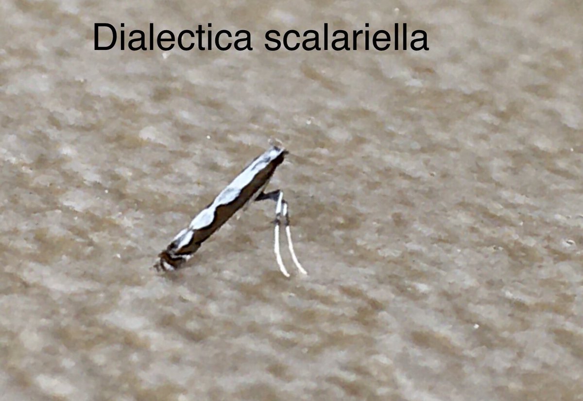 Bill Honeywell tweet media