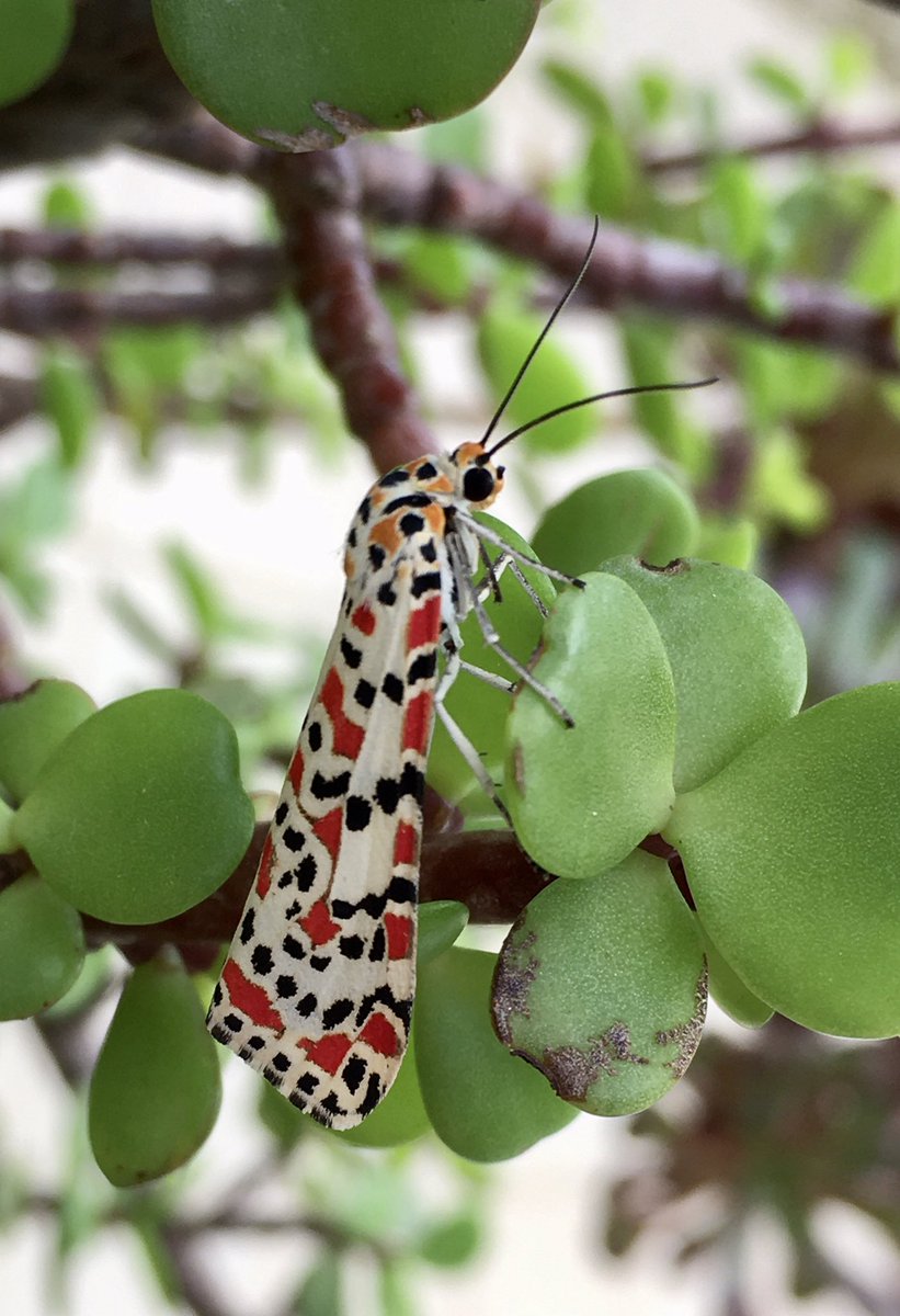 Bill Honeywell tweet media