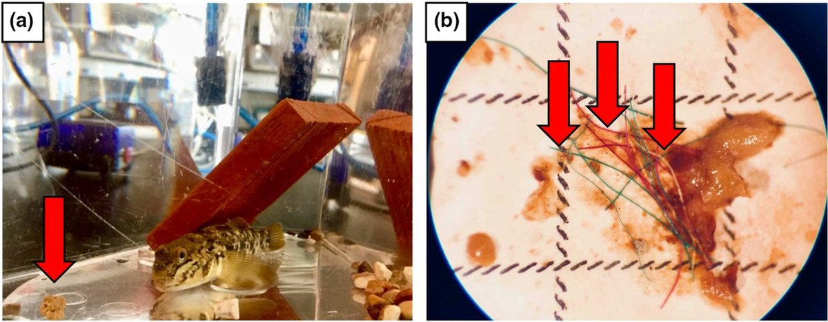 Timothy Hoellein (@hoelleinh2olab) on Twitter photo Loren Hou <a href="/freshfins/">shawn martinez</a>'s new paper: How long are microplastic fibers in round goby guts? ~18-24 hrs. Gobies are benthic & territorial, so we estimated how much they excrete on an areal (m2) basis: alot! One small piece towards a plastic budget. Open access: onlinelibrary.wiley.com/doi/full/10.11… Loren Hou <a href="/freshfins/">shawn martinez</a>'s new paper: How long are microplastic fibers in round goby guts? ~18-24 hrs. Gobies are benthic & territorial, so we estimated how much they excrete on an areal (m2) basis: alot! One small piece towards a plastic budget. Open access: onlinelibrary.wiley.com/doi/full/10.11…