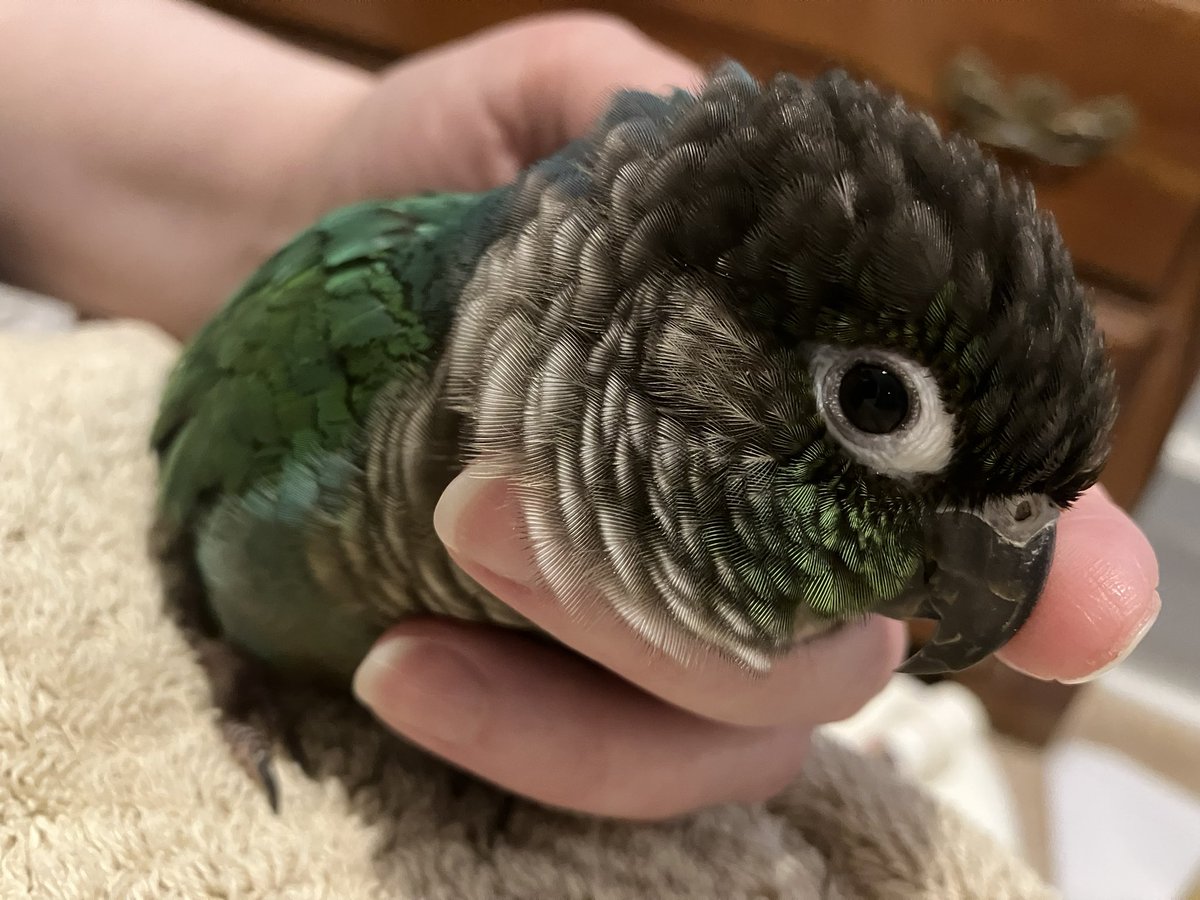 Today’s forecast: Warm and cozy, with a 15% chance of Conure bites.