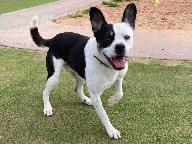 Please retweet to help Eric find a home #EVESHAM  #WORCESTERSHIRE #UK 

Aged 5-7, energetic Collie Cross. He's looking for an adult home as the only pet. He is housetrained✅

DETAILS or APPLY👇
dogstrust.org.uk/rehoming/dogs/…………
#dogs #pets #animals #AdoptDontShop