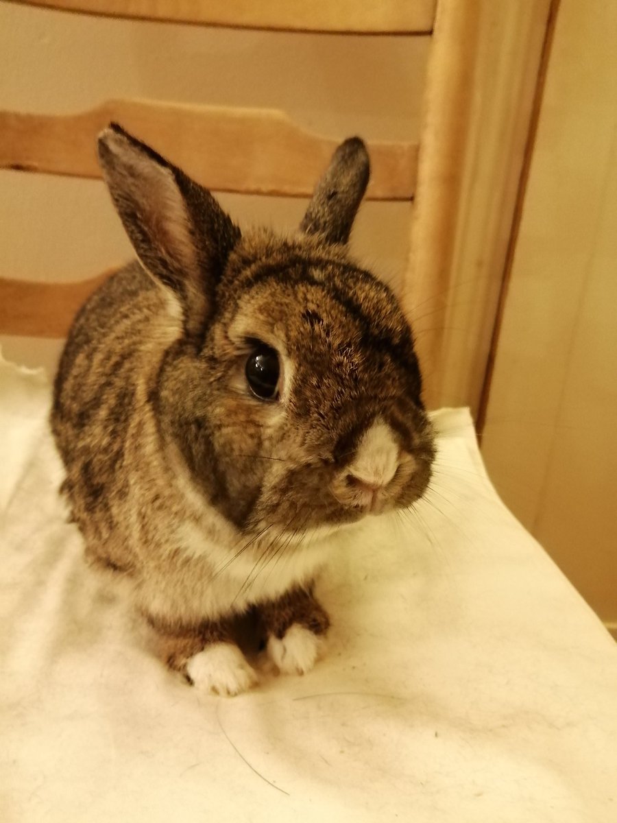 Humphry enjoying all his favourites on <a href="/ClassicFM/">Classic FM</a> and not noticing any of the loud bangs and excited his big brother Marcus is returning from Royal Northern College of Music for a weekend break from his piano studies. #PetClassics