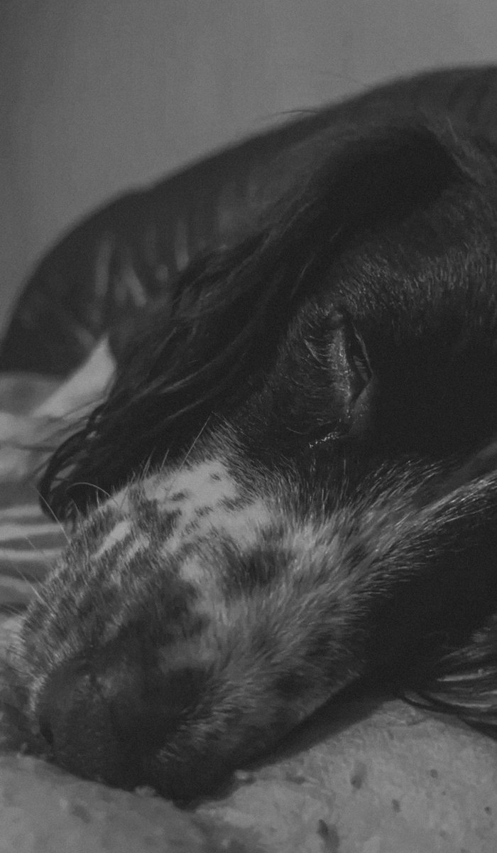 w00shie's tweet photo. This is such a huge thing! Ambrosius is sleeping listening to #PetClassics. For the past few days with the loud bangs he has been really unwell. Now, he is fast asleep with his @ThunderShirt on and @ClassicFM on. I am so emotional! @CharlotteHawkns https://t.co/uFIDA5j0S0