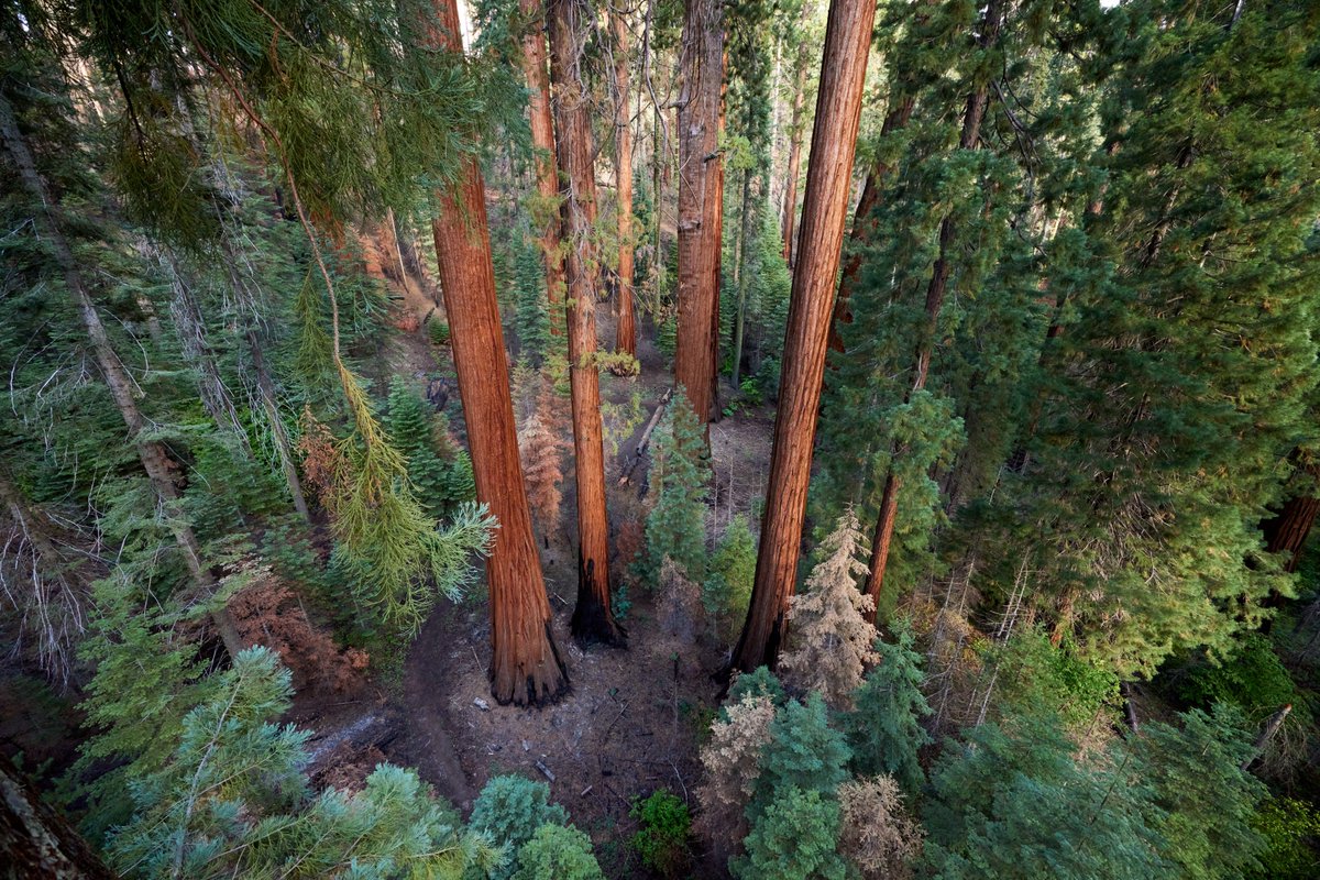 Ancient Forest Society tweet media