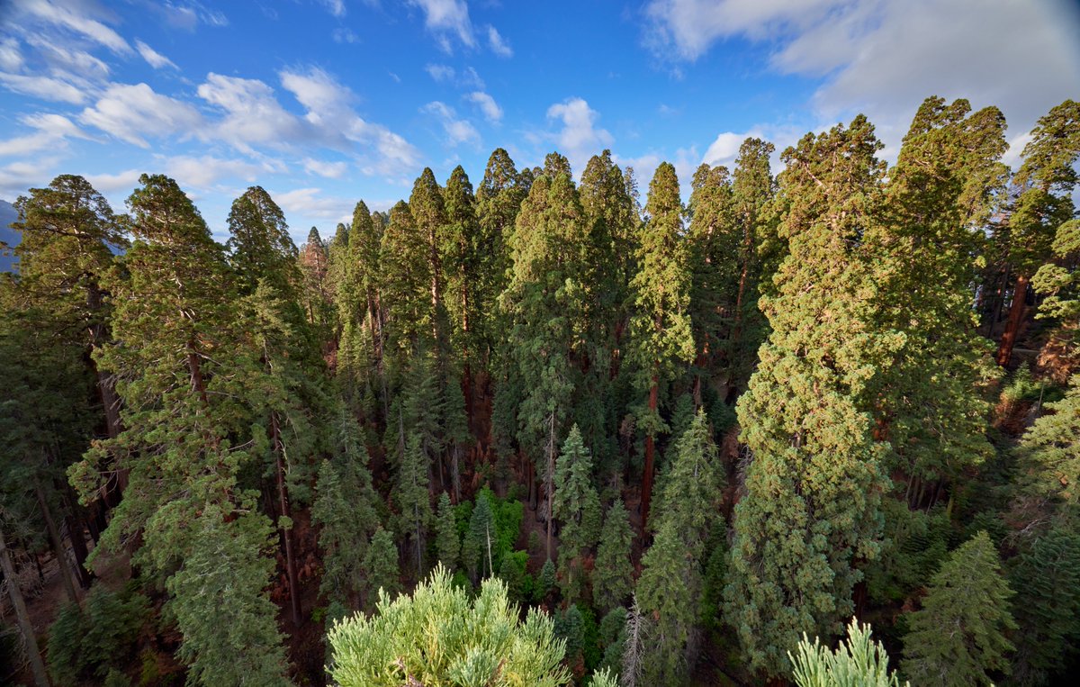 Ancient Forest Society tweet media