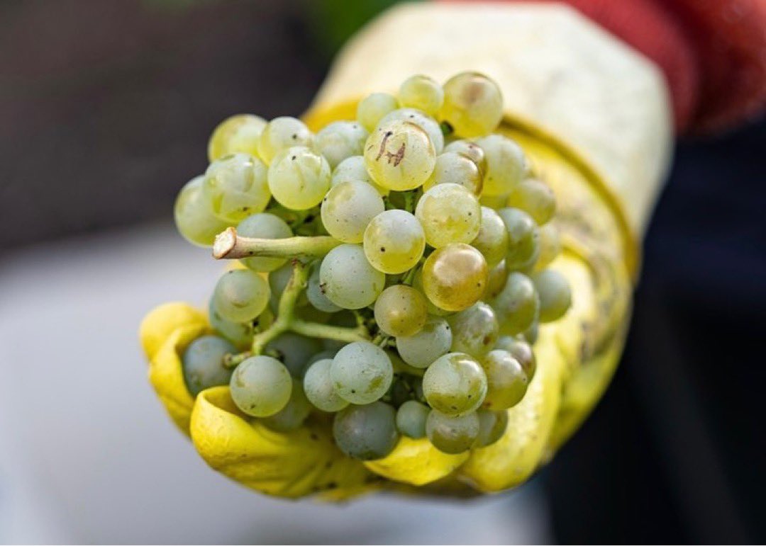 NewHallWines's tweet photo. A collection of beautiful images that we can only call ‘Harvest Hands’ 🙌

Connie Mullins Photography 📸 

#Harvest2022
#EnglishWine
#Essex
#CrouchValley
#WineSocial 
#DrinkLocal
#Purleigh 
#EnglishVineyard 
#NewHallWineEstate 
#Vineyard
#Harvest https://t.co/ZmDUew4IA0