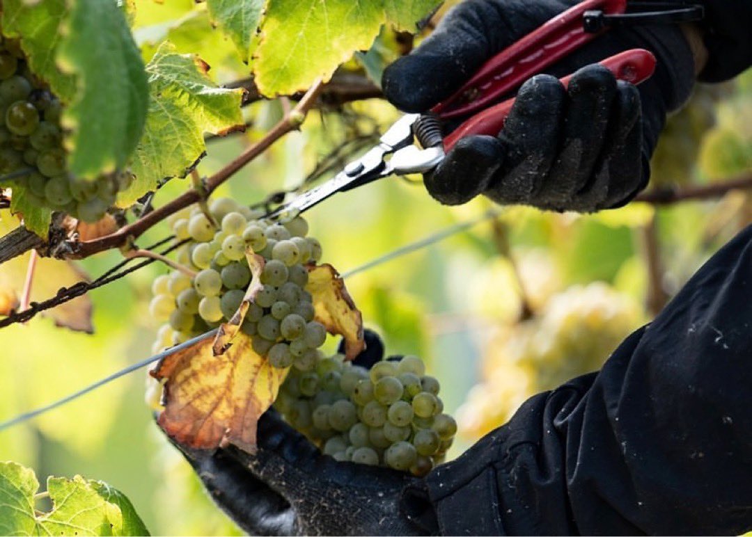 A collection of beautiful images that we can only call ‘Harvest Hands’ 🙌

Connie Mullins Photography 📸 

#Harvest2022
#EnglishWine
#Essex
#CrouchValley
#WineSocial 
#DrinkLocal
#Purleigh 
#EnglishVineyard 
#NewHallWineEstate 
#Vineyard
#Harvest