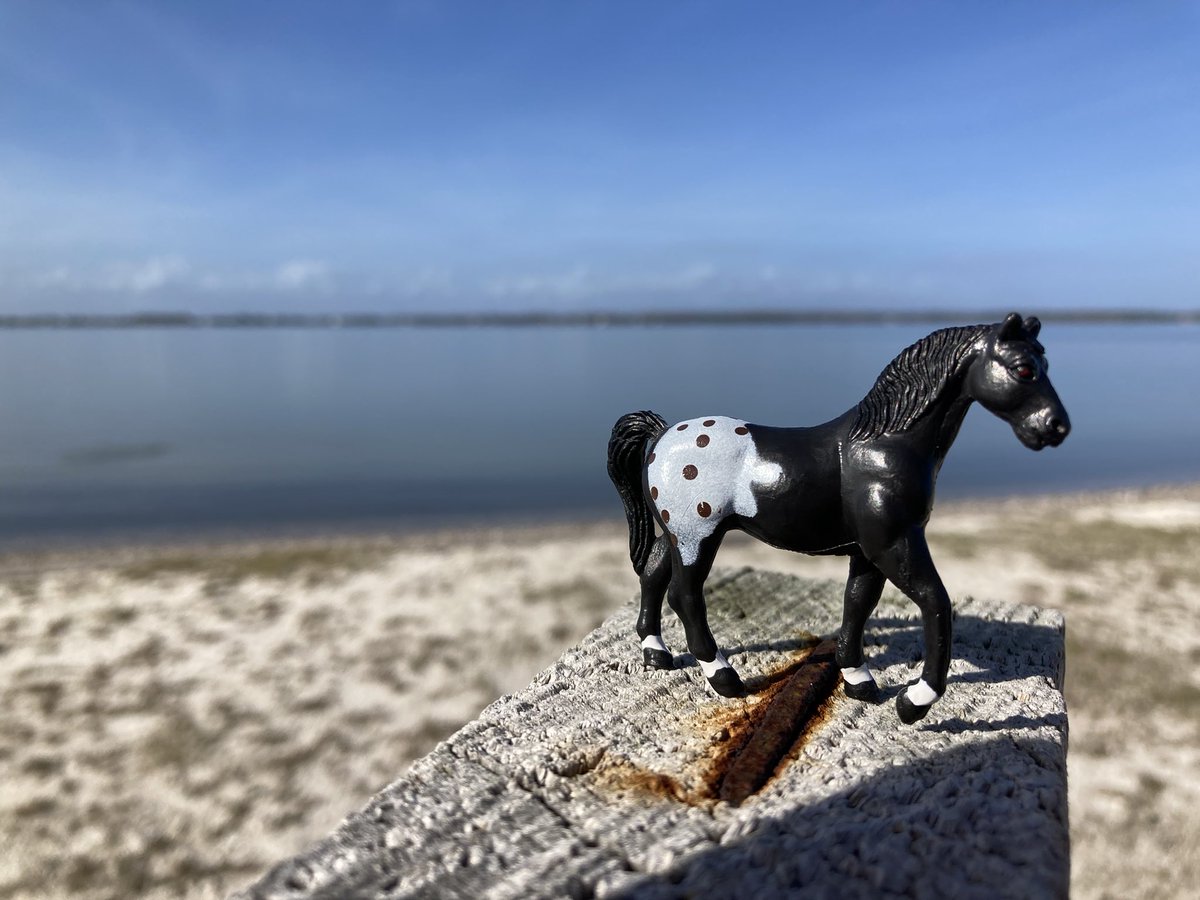 Rodney_Crouse's tweet image. #SwiftLearner #AssatagueAwesome @dacia92 @AssateagueNPS learning about the shifting sands with friends.
