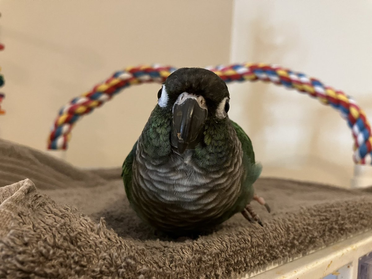 Green egg with a leg