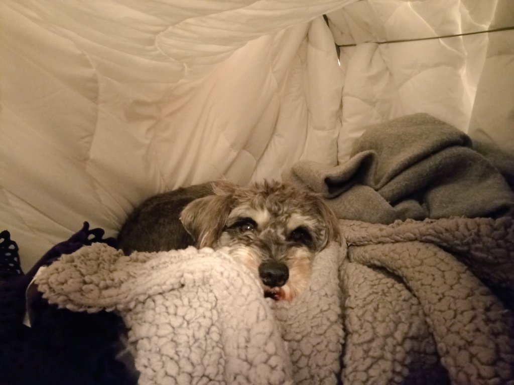 zhisui's tweet photo. @ClassicFM Bowser the Schnauzer all snug and relaxed in his duvet and blanket den, listening to Pet Classics! #PetClassics #classicfm https://t.co/H3xozpXvWb