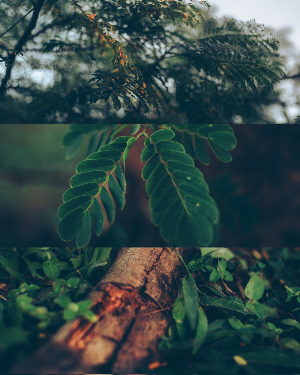 KahliBrown's tweet photo. Green https://t.co/1DTonoV5L0