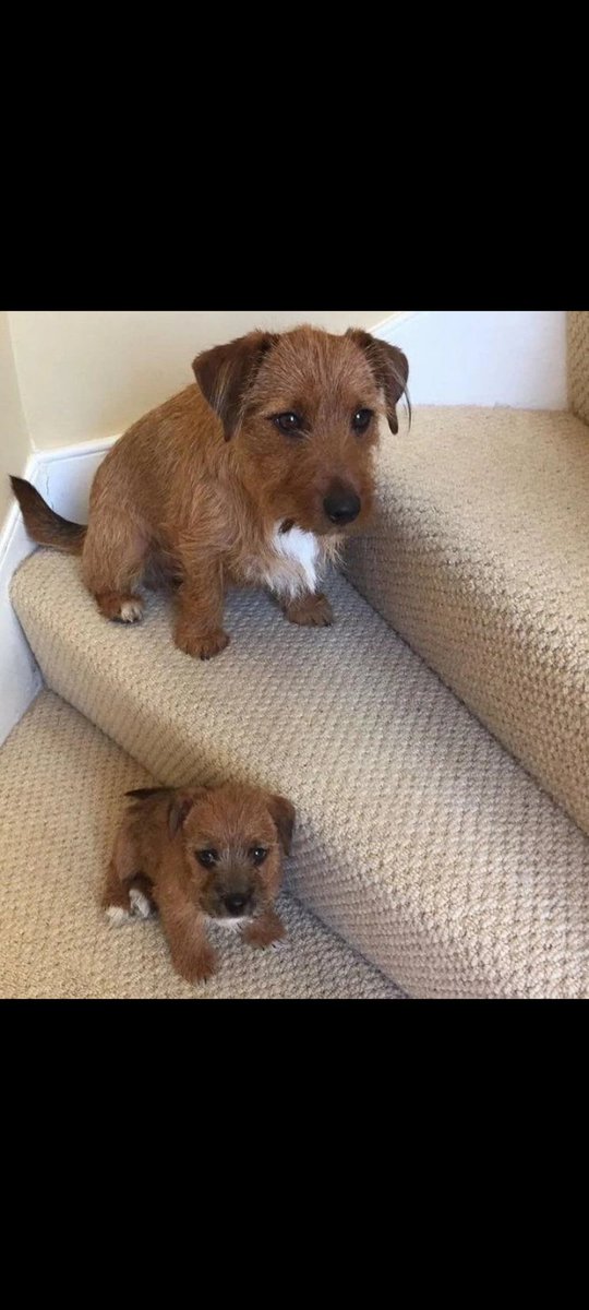 Don't talk to me, or my tiny son ever again. #puppy #puppylove #puppylife #puppy🐶 #cutepuppy #dogs #dog #dogslife #doglover #doglife #puppydaily #puppyworld