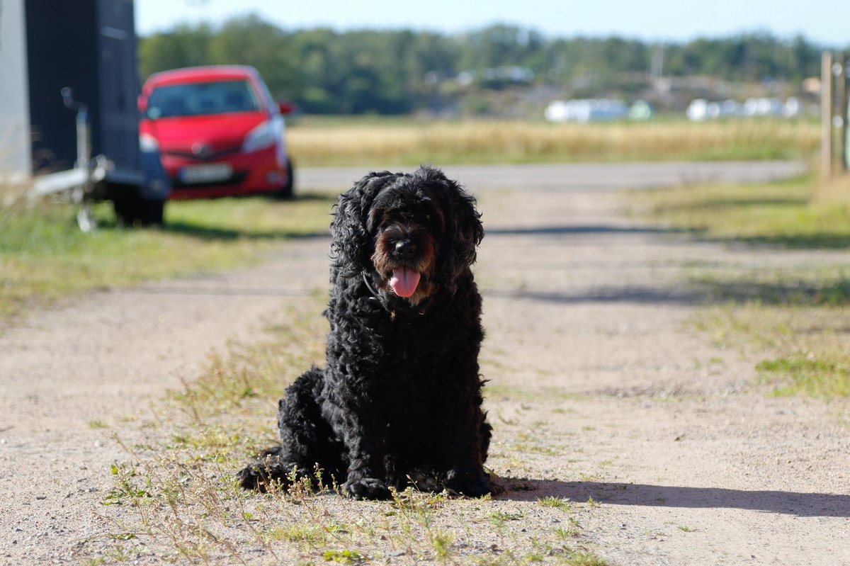 Krab 🇸🇪 tweet media