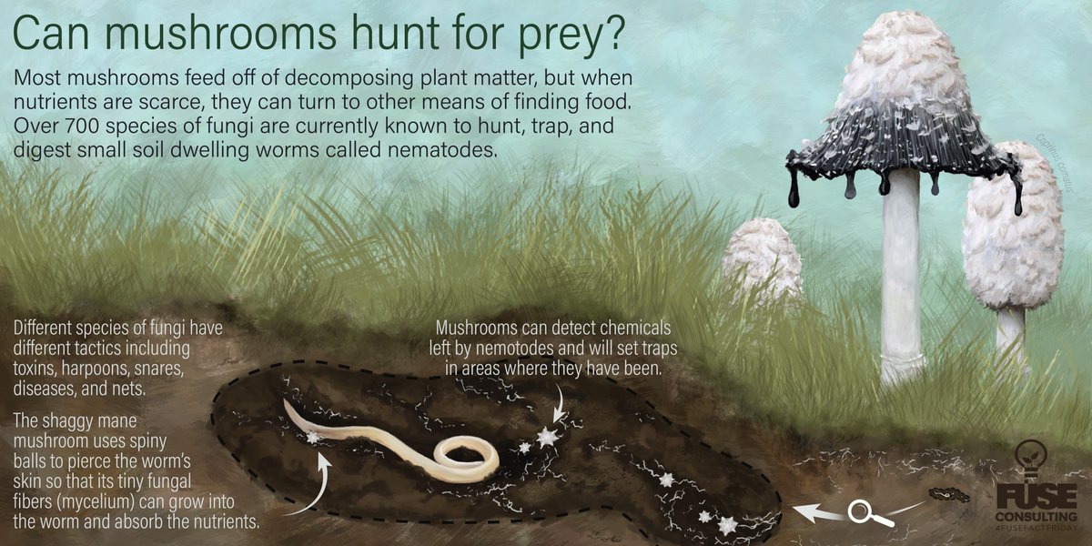 Fuse Consulting Ltd. tweet media