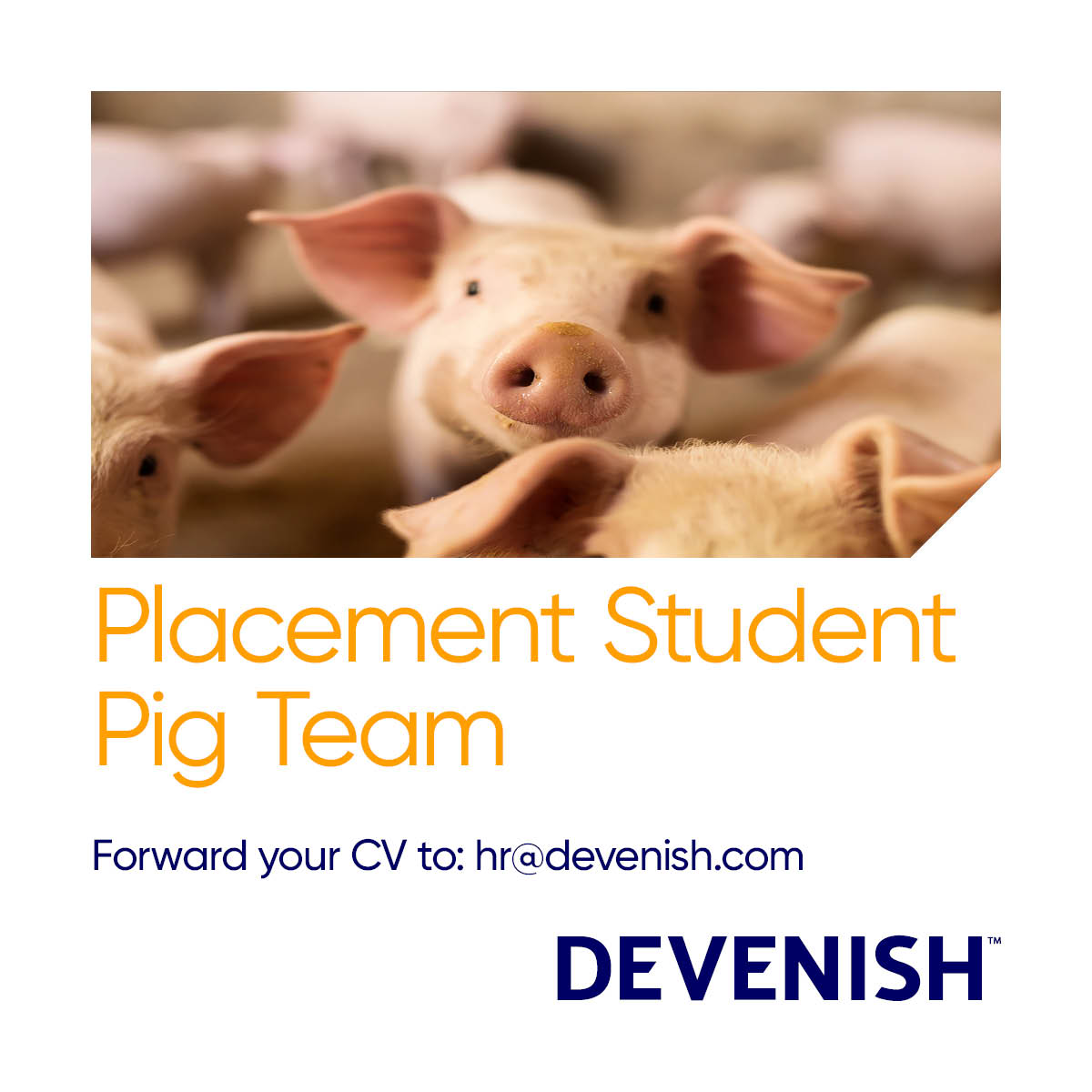 We’re looking for a placement student to work within the Research and Development sector of our Pig team. 
For full job description, visit our early talent development page on our website ow.ly/P5SZ50LuAc3
#devenishcareers #pigplacement #placementstudent