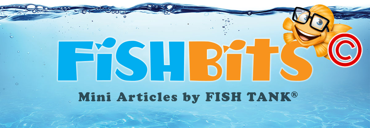 fishstewip's tweet photo. #FishBits - Who owns your logo? If you hire an outside contractor to create it, most likely you'll not own the #copyright in that work unless you have an assignment. Fishman Stewart’s Kristyn Webb explains why. https://t.co/YF98dI5Qq9 https://t.co/z8kjZYBoQn