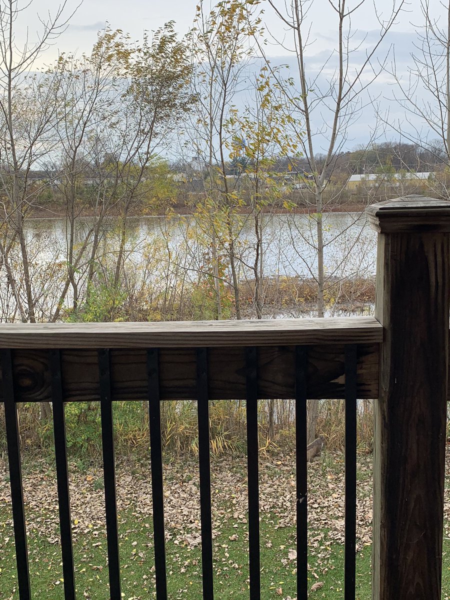 ChiefNeckbone_'s tweet photo. Itβs a beautiful day to be a #frog πΈ looking out on the at the other froggos, wondering how did we get so lucky. Maybe @pepe_designer knows? #ZAYC @RareApepeYC #Frogish #RAYC #NFTCommunity #NFT https://t.co/Mx965vDHnp